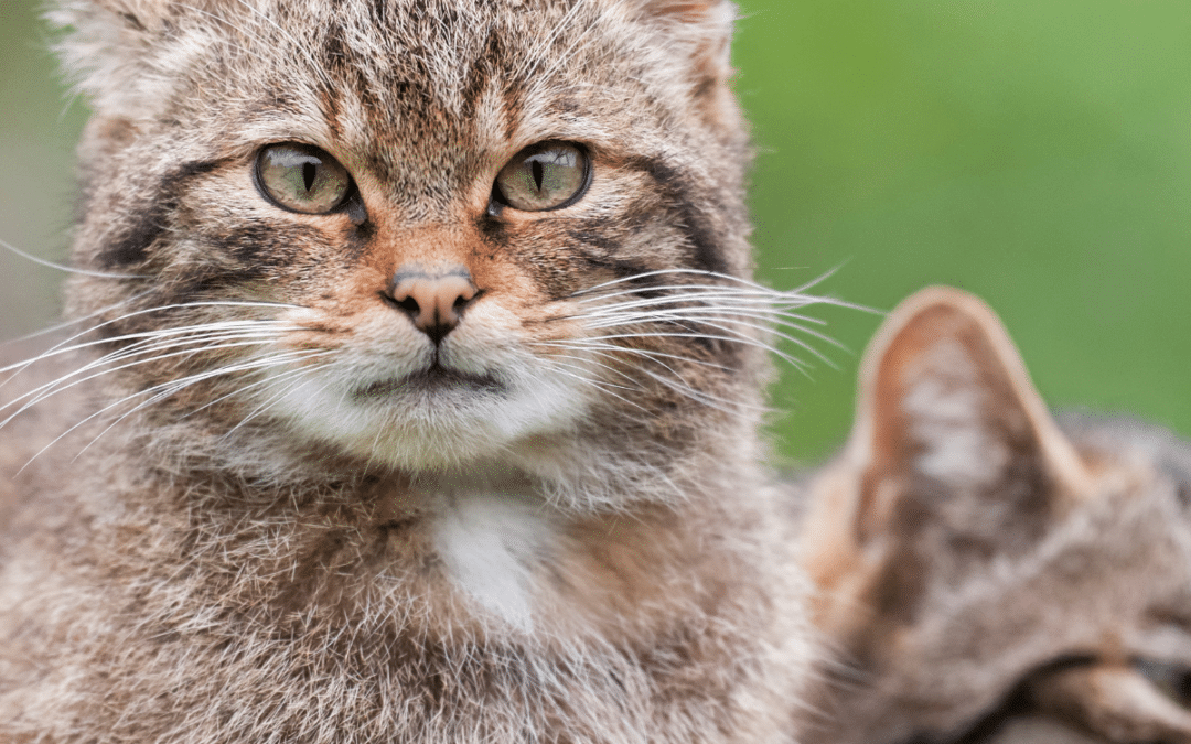 Bau Schutzhütte für Wildkatzen: Startschuss für den Bau neuer Lebensräume für Wildkatzen